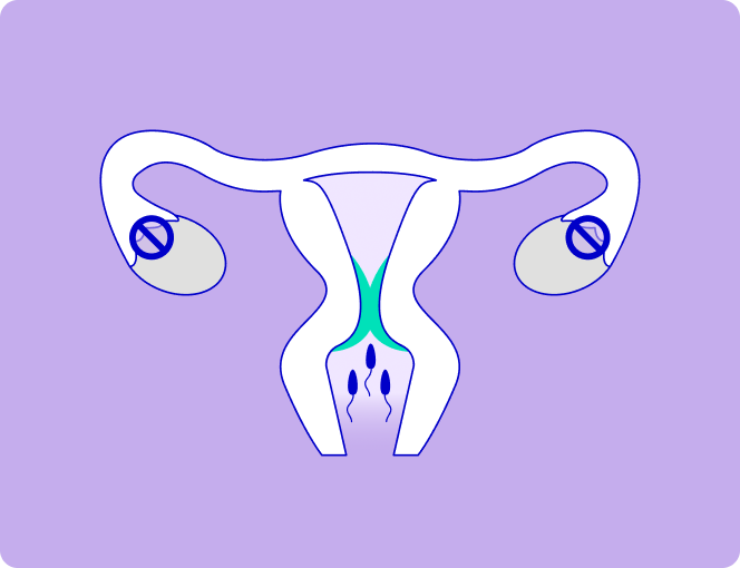 Female reproductive organ anatomy